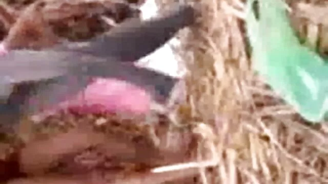 అంగ లో పక్కటెముకలు,  ... - 09:10 min